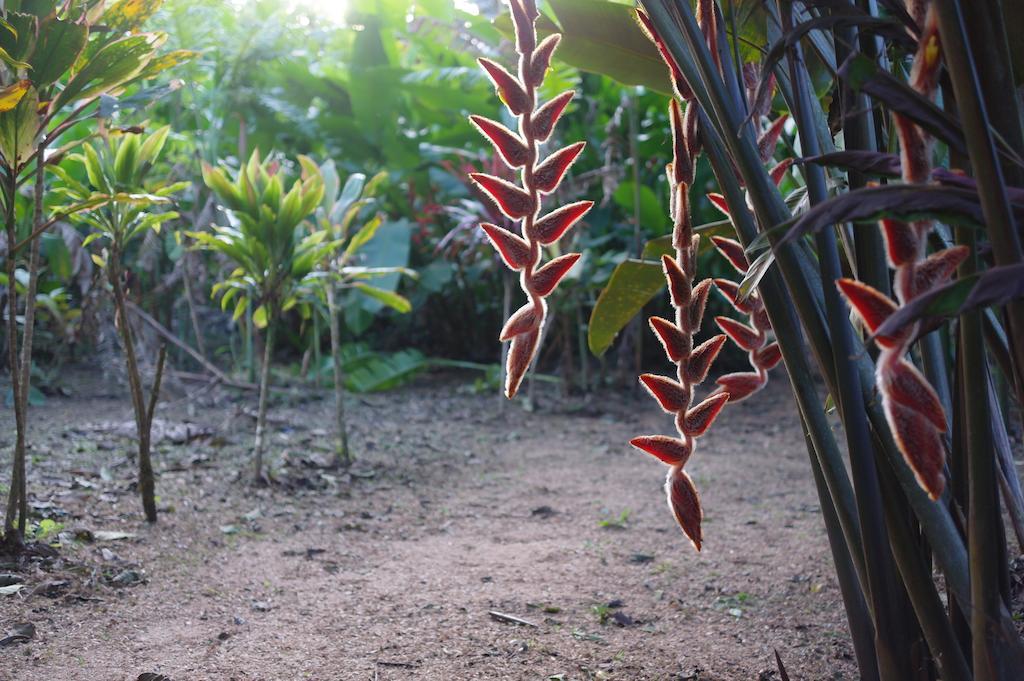 ביחגואה Finca Verde Lodge מראה חיצוני תמונה